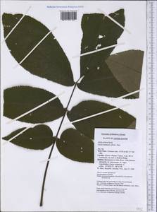 Carya alba (L.) Nutt., America (AMER) (United States)