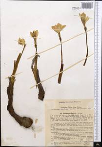 Sternbergia lutea (L.) Ker Gawl. ex Spreng., Middle Asia, Kopet Dag, Badkhyz, Small & Great Balkhan (M1) (Turkmenistan)