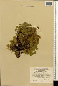 Sibbaldia parviflora Willd., Caucasus, South Ossetia (K4b) (South Ossetia)