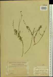 Astragalus austriacus Jacq., Eastern Europe, Lower Volga region (E9) (Russia)