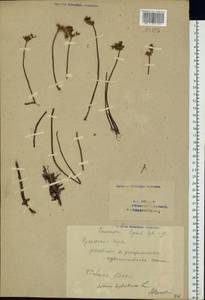 Phedimus hybridus (L.) 't Hart, Eastern Europe, Eastern region (E10) (Russia)