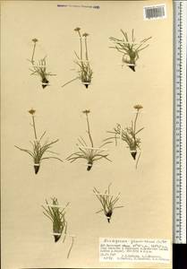 Arctogeron gramineum (L.) DC., Mongolia (MONG) (Mongolia)