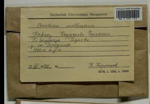 Ctenidium molluscum (Hedw.) Mitt., Bryophytes, Bryophytes - North Caucasus & Ciscaucasia (B12) (Russia)