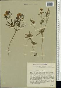 Geranium tuberosum L., Crimea (KRYM) (Russia)