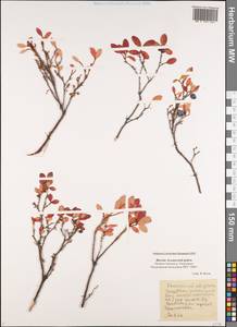 Vaccinium uliginosum L., Siberia, Yakutia (S5) (Russia)