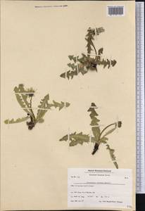 Taraxacum croceum Dahlst., America (AMER) (Greenland)