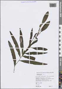 Potamogeton alpinus Balb., Siberia, Baikal & Transbaikal region (S4) (Russia)