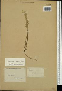 Polygala major Jacq., Crimea (KRYM) (Russia)