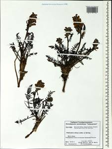 Pedicularis villosa Ledeb. ex Spreng., Siberia, Central Siberia (S3) (Russia)