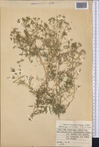 Acanthophyllum paniculatum Regel & Herd., Middle Asia, Pamir & Pamiro-Alai (M2) (Kyrgyzstan)