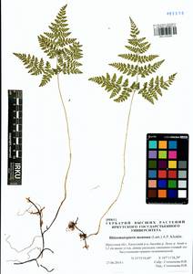 Cystopteris montana (Lam.) Desv., Siberia, Baikal & Transbaikal region (S4) (Russia)