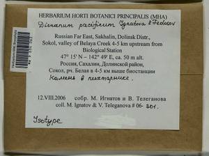 Dicranum pacificum Ignatova & Fedosov, Bryophytes, Bryophytes - Russian Far East (excl. Chukotka & Kamchatka) (B20) (Russia)