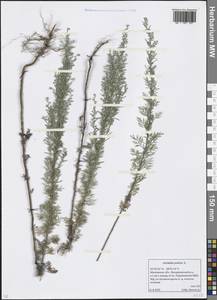 Artemisia pontica L., Eastern Europe, Moscow region (E4a) (Russia)