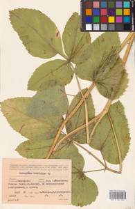 Laserpitium latifolium L., Eastern Europe, Western region (E3) (Russia)