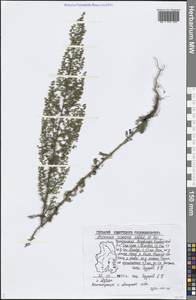 Artemisia scoparia Waldst. & Kit., Eastern Europe, Volga-Kama region (E7) (Russia)