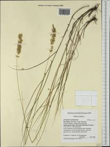 Melica ciliata L., Western Europe (EUR) (Bulgaria)