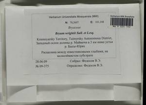 Ptychostomum wrightii (Sull. & Lesq.) J.R. Spence, Bryophytes, Bryophytes - Krasnoyarsk Krai, Tyva & Khakassia (B17) (Russia)