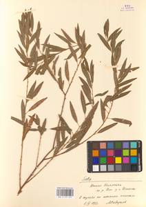 Salix songarica Andersson, Middle Asia, Muyunkumy, Balkhash & Betpak-Dala (M9) (Kazakhstan)