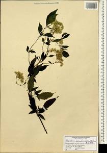 Ageratina adenophora (Spreng.) R. King & H. Rob., Africa (AFR) (Portugal)