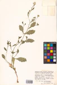 Rorippa austriaca (Crantz) Besser, Eastern Europe, Moscow region (E4a) (Russia)