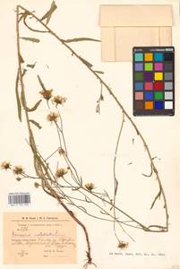 Hieracium umbellatum L., Middle Asia, Caspian Ustyurt & Northern Aralia (M8) (Kazakhstan)