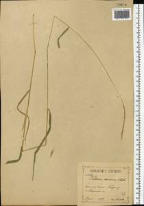 Elymus caninus (L.) L., Eastern Europe, Central forest-and-steppe region (E6) (Russia)