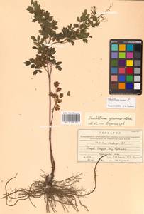 Thalictrum foetidum subsp. glabrescens (Takeda) T. Shimizu, Siberia, Russian Far East (S6) (Russia)