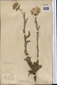Carduus uncinatus M. Bieb., Middle Asia, Northern & Central Kazakhstan (M10) (Kazakhstan)