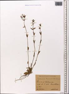 Centaurium pulchellum subsp. pulchellum, Caucasus, Stavropol Krai, Karachay-Cherkessia & Kabardino-Balkaria (K1b) (Russia)
