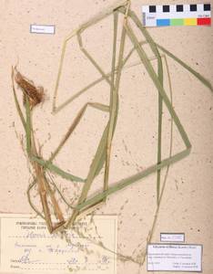 Glyceria lithuanica (Gorski) Gorski, Siberia, Altai & Sayany Mountains (S2) (Russia)