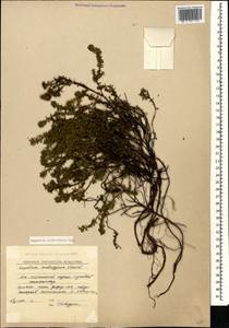 Empetrum nigrum subsp. caucasicum (Juz.) Kuvaev, Caucasus, South Ossetia (K4b) (South Ossetia)