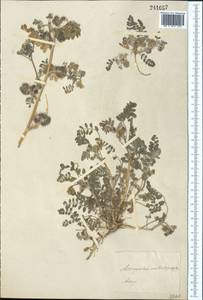 Astragalus contortuplicatus L., Middle Asia, Muyunkumy, Balkhash & Betpak-Dala (M9) (Kazakhstan)