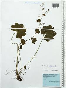 Alchemilla altaica Juz., Eastern Europe, Eastern region (E10) (Russia)