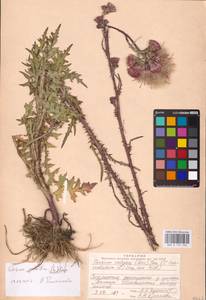 Cirsium palustre (L.) Scop., Eastern Europe, Northern region (E1) (Russia)