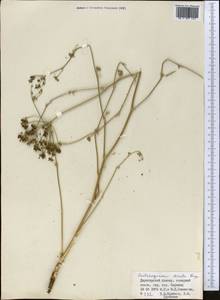 Aulacospermum simplex Rupr., Middle Asia, Dzungarian Alatau & Tarbagatai (M5) (Kazakhstan)