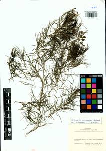 Stuckenia macrocarpa (Dobrocz.) Tzvelev, Siberia, Altai & Sayany Mountains (S2) (Russia)