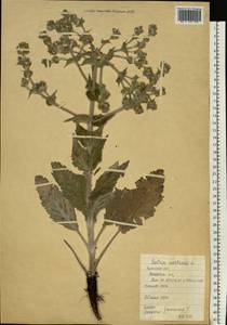 Salvia aethiopis L., Eastern Europe, North Ukrainian region (E11) (Ukraine)