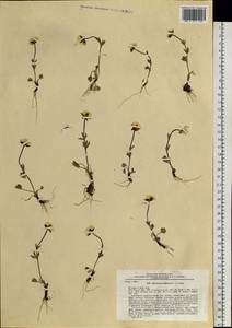 Ranunculus sulphureus Sol. ex J. B. Phipps, Siberia, Western Siberia (S1) (Russia)