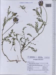 Astragalus onobrychis L., Western Europe (EUR) (Italy)