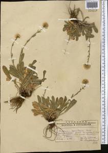 Erigeron lachnocephalus Botsch., Middle Asia, Pamir & Pamiro-Alai (M2)