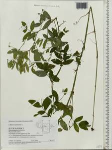 Lathyrus palustris L., Eastern Europe, Central region (E4) (Russia)