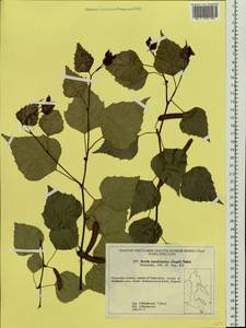 Betula pendula subsp. mandshurica (Regel) Ashburner & McAll., Siberia, Russian Far East (S6) (Russia)