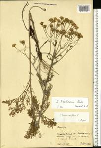 Jacobaea borysthenica (DC.) B. Nord. & Greuter, Eastern Europe, North Ukrainian region (E11) (Ukraine)