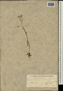 Crepis tectorum L., Eastern Europe, Lower Volga region (E9) (Russia)