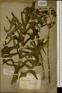 Sonchus palustris L., Caucasus, Krasnodar Krai & Adygea (K1a) (Russia)