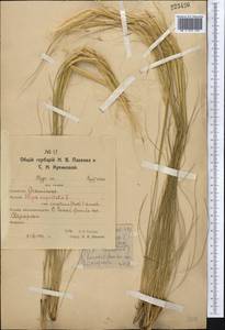 Stipa sareptana A.K.Becker, Middle Asia, Northern & Central Kazakhstan (M10) (Kazakhstan)
