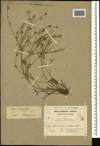 Linum mucronatum subsp. armenum (Bordzil.) P. H. Davis, Caucasus, Armenia (K5) (Armenia)