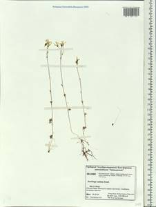 Saxifraga sibirica L., Siberia, Central Siberia (S3) (Russia)