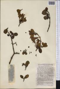 Phoradendron leucarpum (Raf.) J.L. Reveal & M.C. Johnston, America (AMER) (United States)