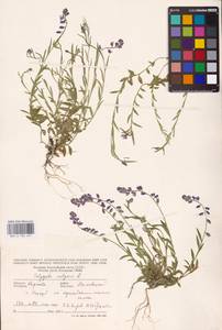 Polygala vulgaris L., Eastern Europe, West Ukrainian region (E13) (Ukraine)